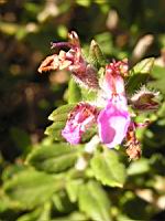 Herbe aux chats - Teucrium marum (en Corse) (03) (Photo F. Mrugala)